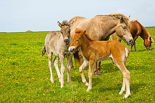 冰岛,戴尔赫拉伊,冰岛马,小马,农场