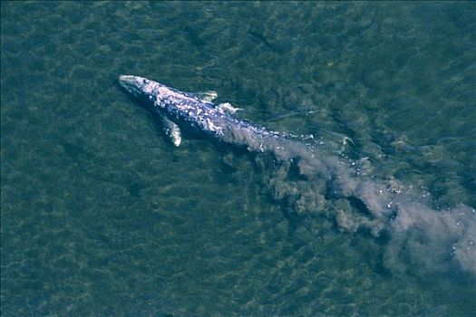 灰鲸,平面,温哥华岛,离开,尾流,加拿大