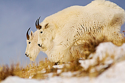 石山羊,冰川国家公园,蒙大拿,美国