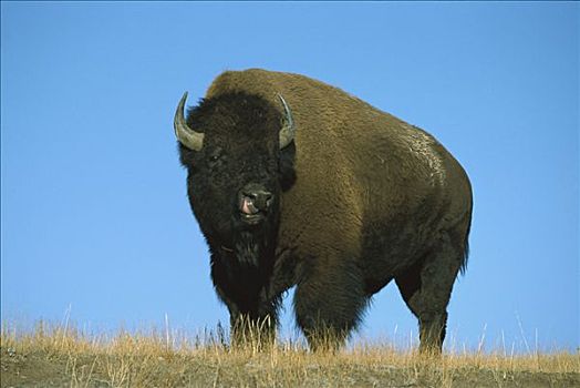 美洲野牛,野牛,公牛,黄石国家公园,怀俄明