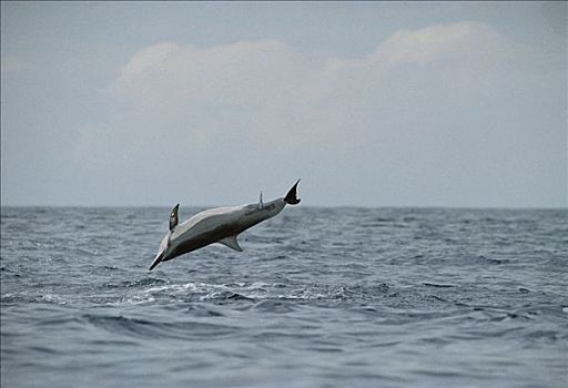 飞旋海豚,长吻原海豚,跳跃,联结,夏威夷