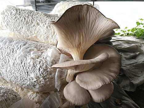 蘑菇,蘑菇大棚