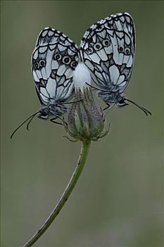 白蝴蝶,蝴蝶,荷兰