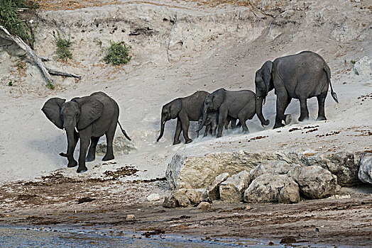 非洲,灌木,大象,非洲象,牧群,乔贝,河,乔贝国家公园,博茨瓦纳