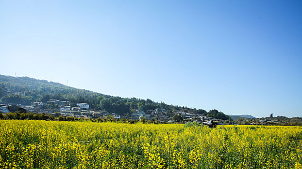 云南,腾冲,和顺,古镇,油菜花田