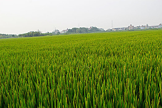 稻花香,田园风光