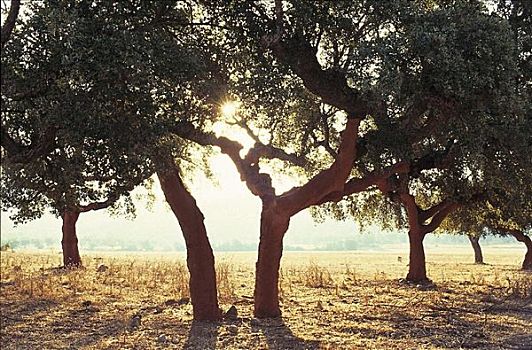 栓皮栎,树,葡萄牙,欧洲