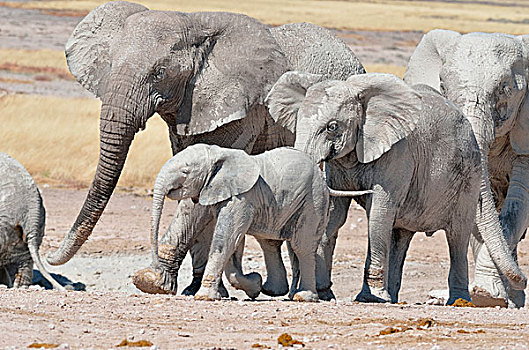 非洲象,遮盖,泥,靠近,水坑,埃托沙国家公园,纳米比亚,非洲