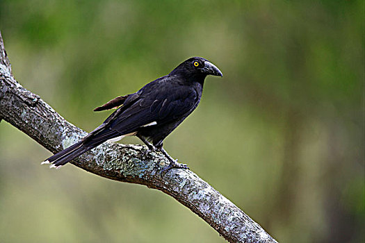 黑色,成年,栖息,枝条,澳大利亚