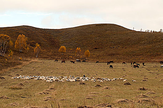 山坡上的马群,羊群