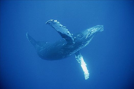 驼背鲸,大翅鲸属,鲸鱼,友好,毛伊岛,夏威夷