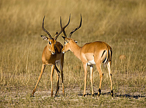 马瑞米国家公园,奥卡万戈三角洲,博茨瓦纳,非洲