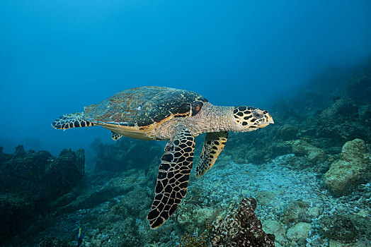 玳瑁,海龟,游泳,上方,礁石,印度洋,马尔代夫,亚洲