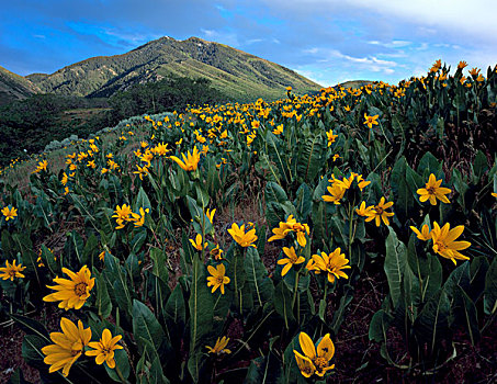 犹他,美国,开花,山麓,山,靠近,盆地,大幅,尺寸