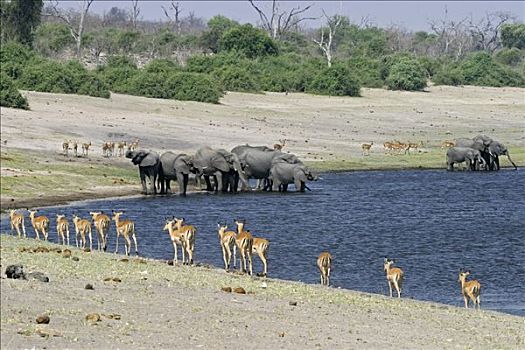 牧群,非洲象,黑斑羚,乔贝,河,乔贝国家公园,博茨瓦纳,非洲