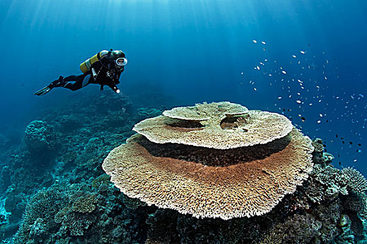 潜水,看,刷,珊瑚,印度洋,南马累环礁,马尔代夫,亚洲