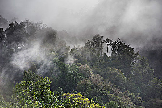 温带雨林,雾,省,智利,南美