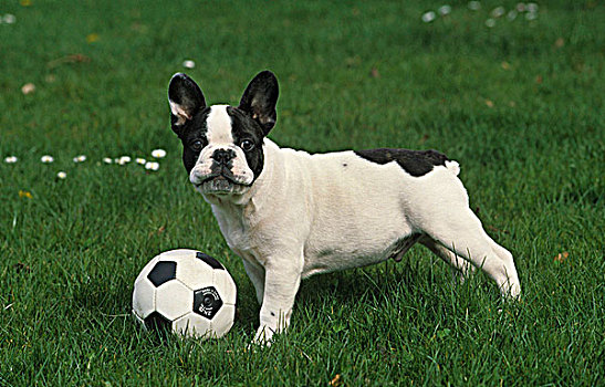 肖像,法国牛头犬,足球