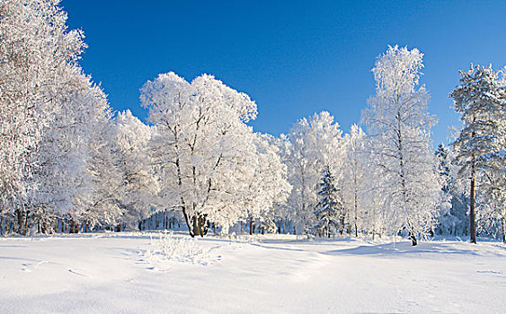 冬天,公园,雪中