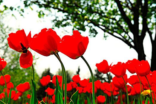 红色,郁金香,花,盛开,春天,土地,树,背景