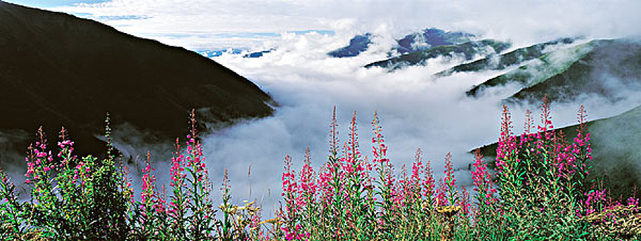 四川阿坝鹧鸪山