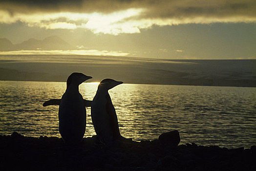 南极,帽带企鹅,剪影,日落