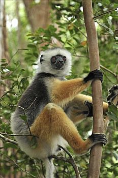 冕狐猴,树上,安达斯巴曼塔迪亚国家公园,马达加斯加