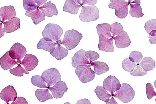 八仙花属,花,紫色,植物,花瓣,精美,小,床上用品,透明,静物,工作室,留白
