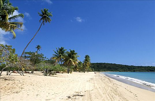 海滩,棕榈树,太阳,湾,岛屿,波多黎各,加勒比海