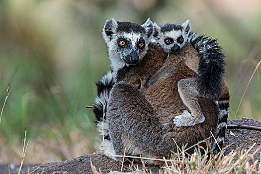 节尾狐猴,狐猴,成年,幼兽,背影,地上,区域,马达加斯加,非洲