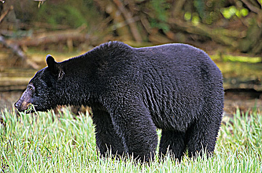 黑熊,吃,河口,草,不列颠哥伦比亚省,加拿大