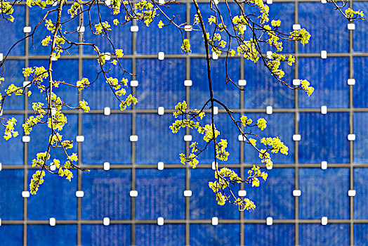 柠檬,花,正面,蓝色,建筑,慕尼黑