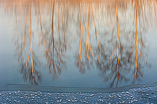 冬天,桦树,反射,地表水流,连通,溪流,冰,萨德伯里,安大略省,加拿大