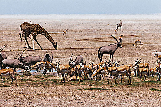 纳米比亚,埃托沙国家公园,动物,水边,洞,大幅,尺寸