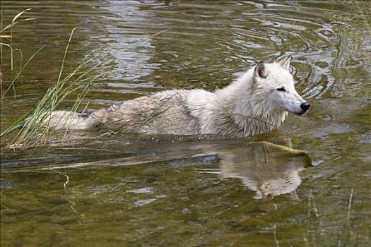 白色,狼,游泳,水中
