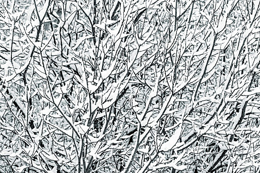 树枝,遮盖,雪