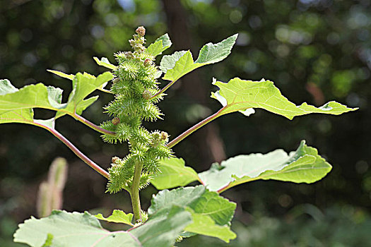 苍耳,药材,植物,野生