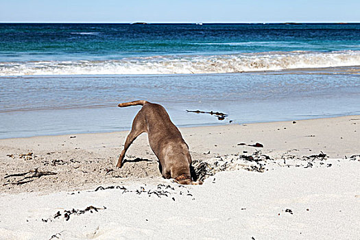 猎狗,头部,沙子,海滩,韦斯特阿伦,挪威,欧洲