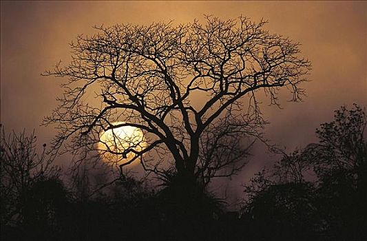 日落,后面,秃树,夜光,克鲁格国家公园,南非