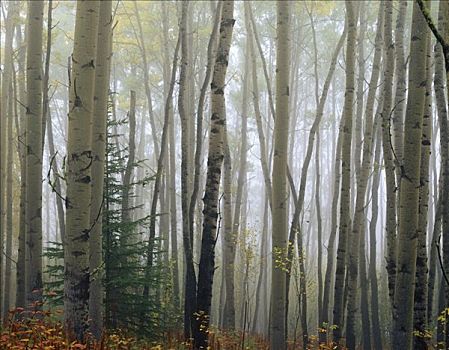 雾状,白杨,树林,靠近,室内,秋天