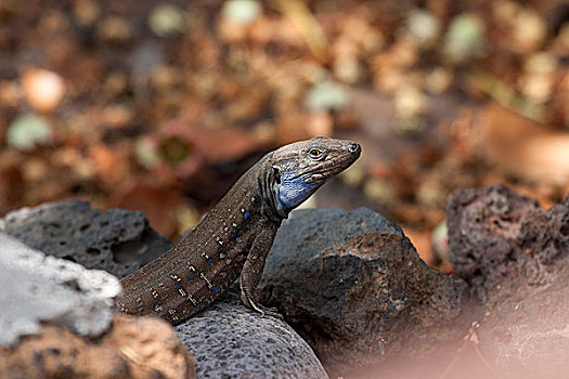 蜥蜴,特内里费岛,西部,加纳利群岛,雄性,帕尔玛,西班牙,欧洲