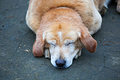 黄色拉布拉多犬图片