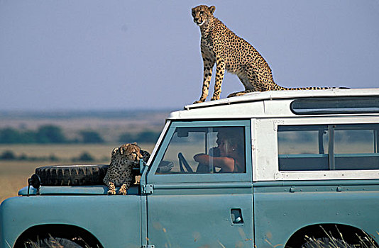 肯尼亚,马塞马拉野生动物保护区,印度豹,猎豹,玩,引擎盖,陆虎,卡车,旅行队