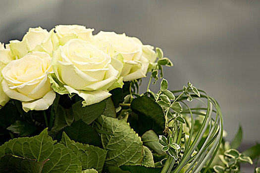 特写,白色蔷薇,花束