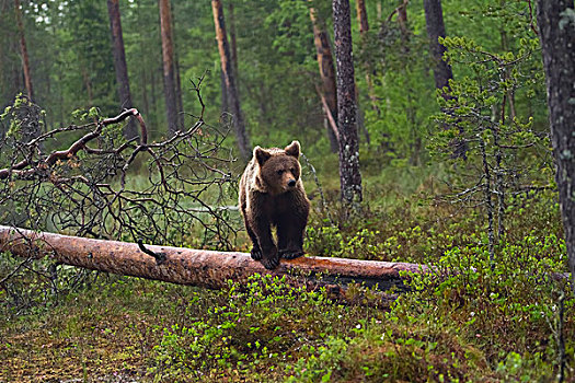 棕熊,秋天,树,卡瑞里亚,芬兰,欧洲