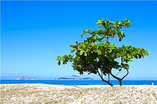 一棵树,海滩