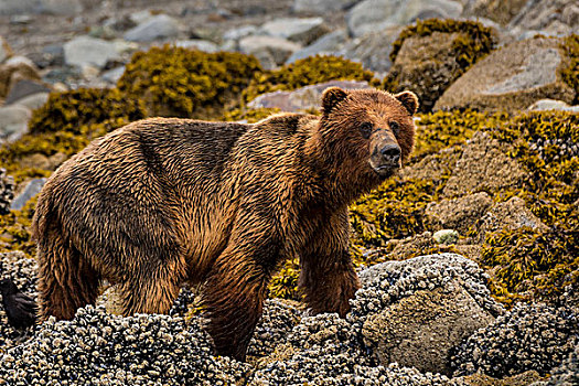 阿拉斯加,冰河湾国家公园,棕熊,海滩,画廊