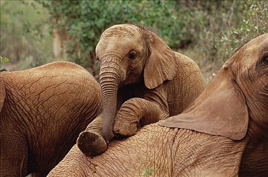 非洲象,孤儿,玩,东察沃国家公园,肯尼亚