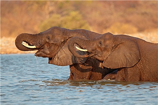 大象,水中