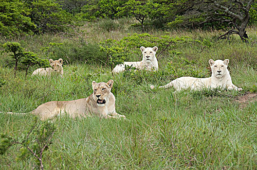 南非,东方,伦敦,禁猎区,独特,自豪,非洲狮,野生,狮子,雌狮,幼兽